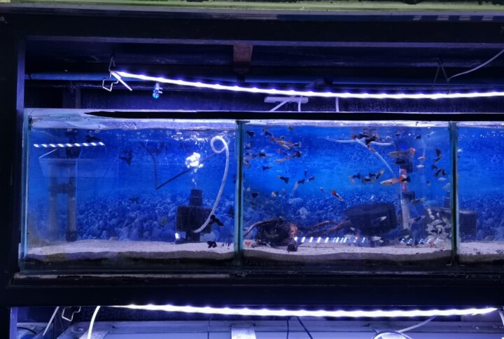 El mejor lugar para tu acuario
