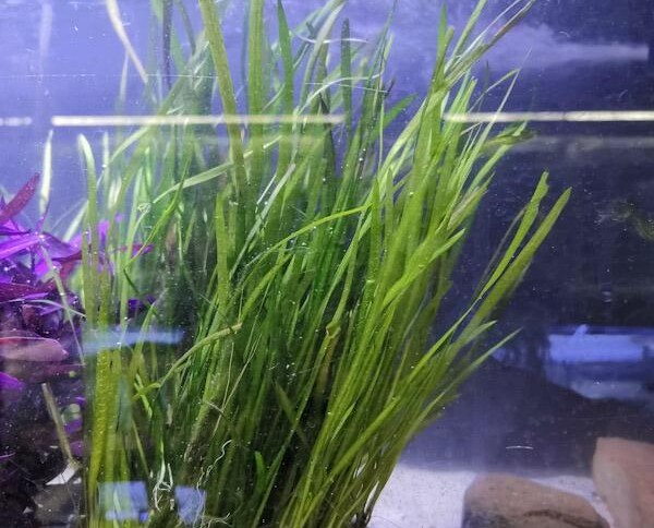 Desinfección de Plantas