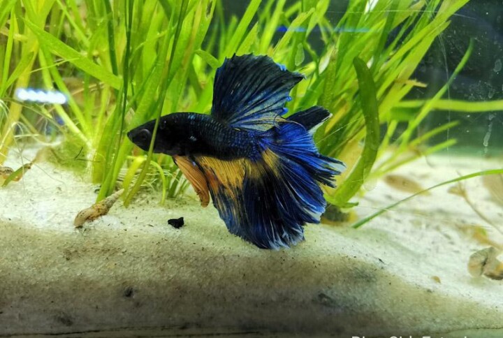 ¿Qué peces son los mejores para el primer acuario?
