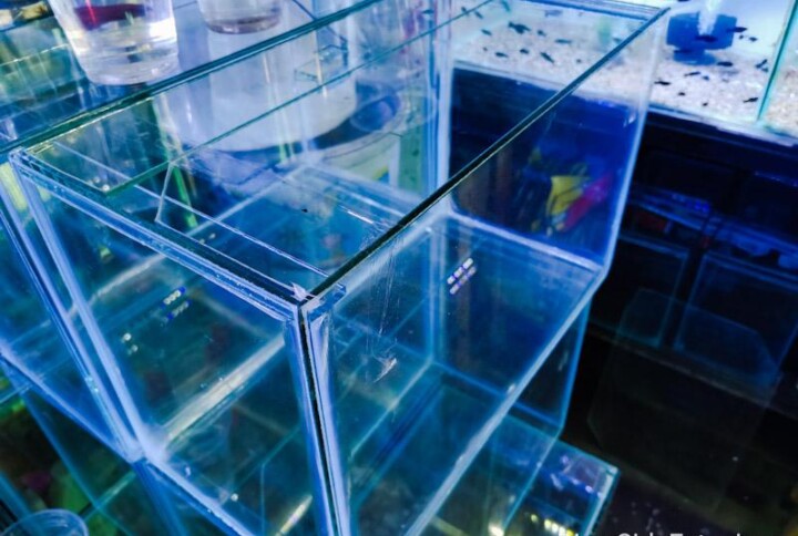 Acuario