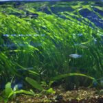 Planta Vallisneria espiral