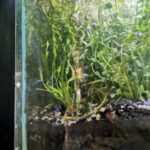 Planta Vallisneria espiral