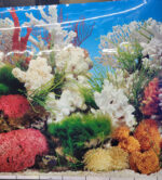 Fondo Acuario 40cmx1m - Imagen 2