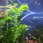 Elodea (Egeria Densa) – Planta Acuática Esencial para tu Acuario