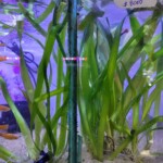 Planta Vallisneria gigante