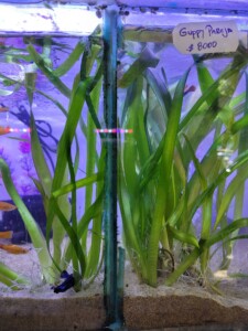 Planta Vallisneria gigante