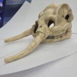 Calavera Mamut 23x12.5x11cm