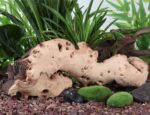 FLUVAL MOSS STONE - Imagen 2