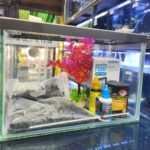 Kit Inicial Acuario 9 litros para agua fria