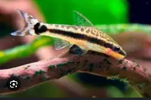 Ottocinclus