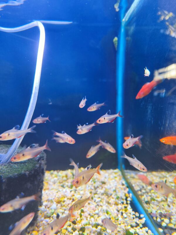 Tetra Serpae - Imagen 1