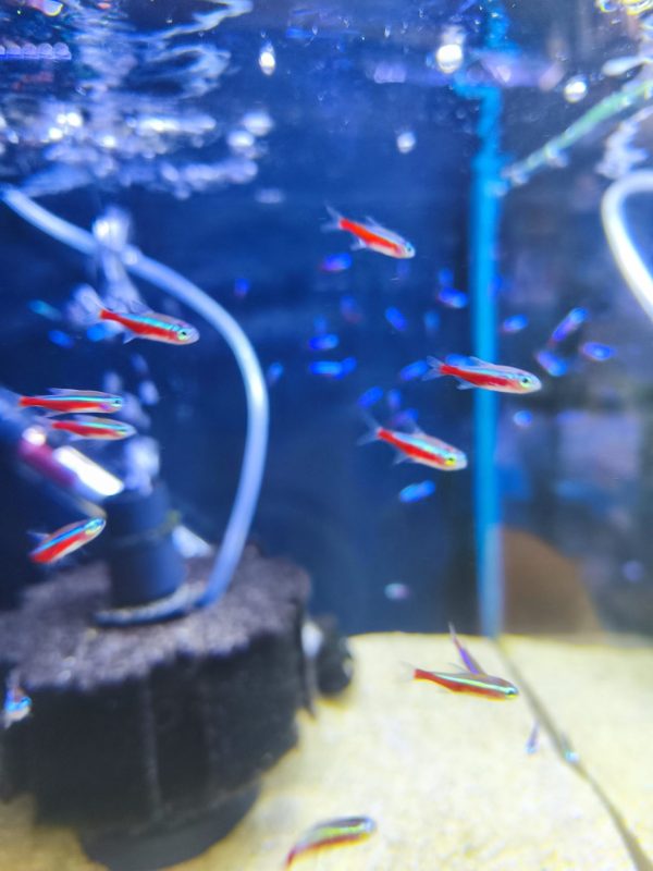 Tetra Cardenal
