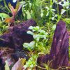 Bacopa