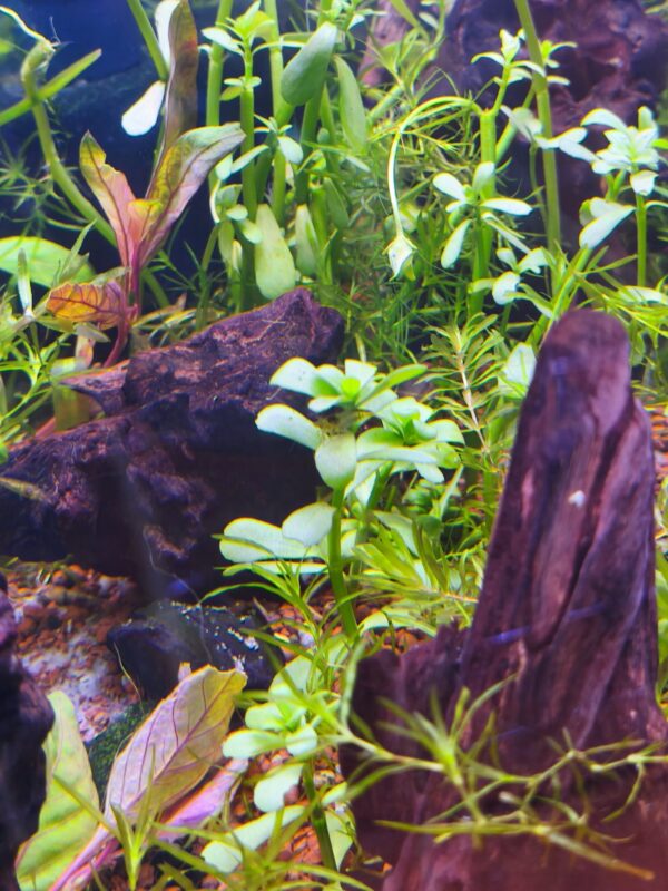 Bacopa - Imagen 1