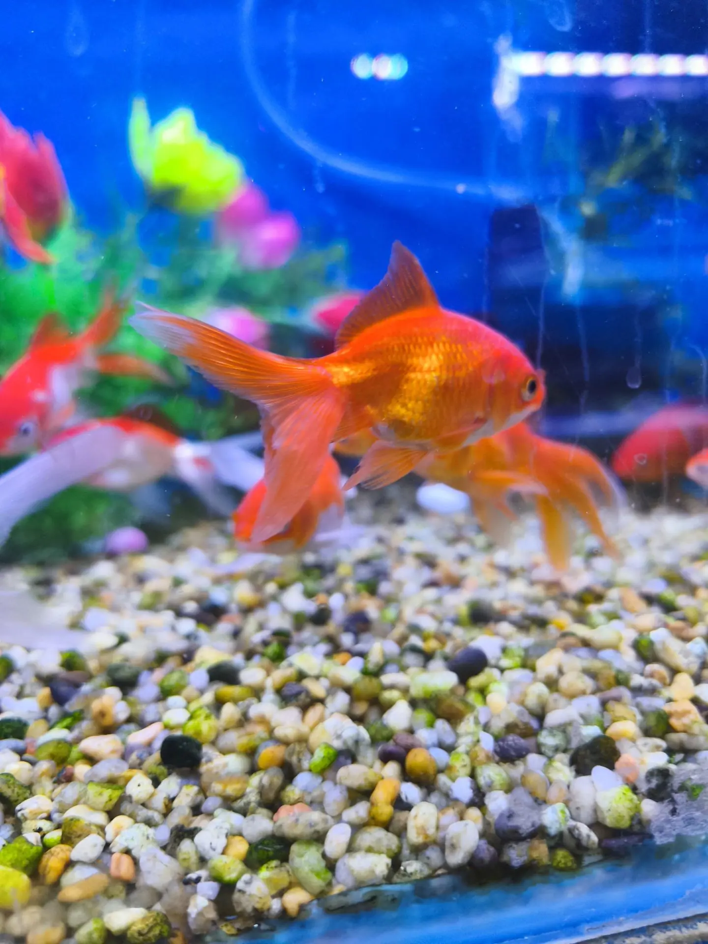 Carassius Goldfish Sarasa 7cm