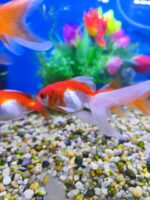 Carassius Goldfish Sarasa 7cm