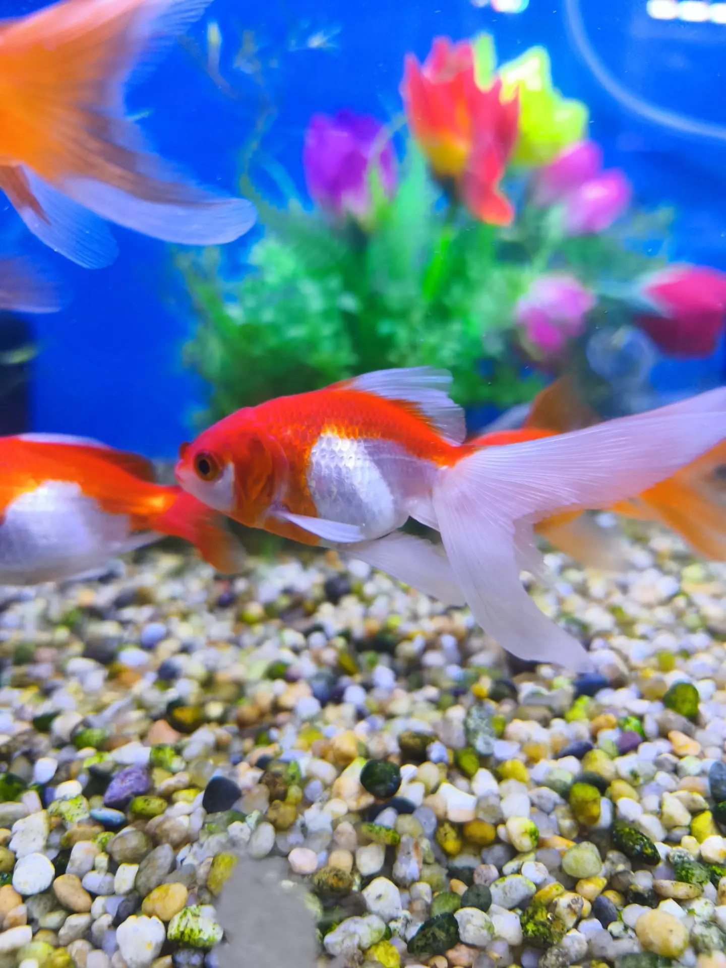 Carassius Goldfish Sarasa 7cm