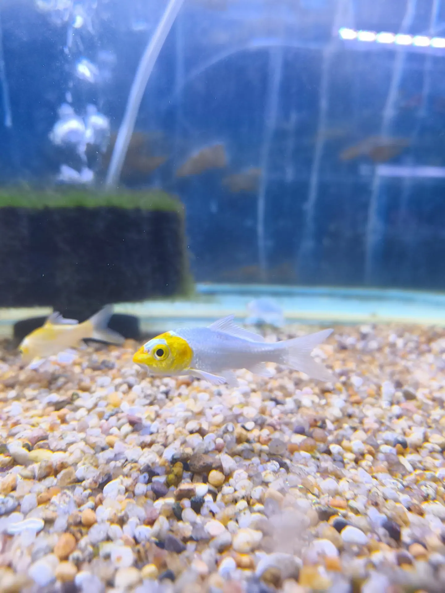 Koi Yellow 5cm