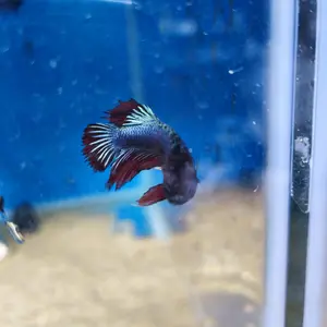 Betta macho