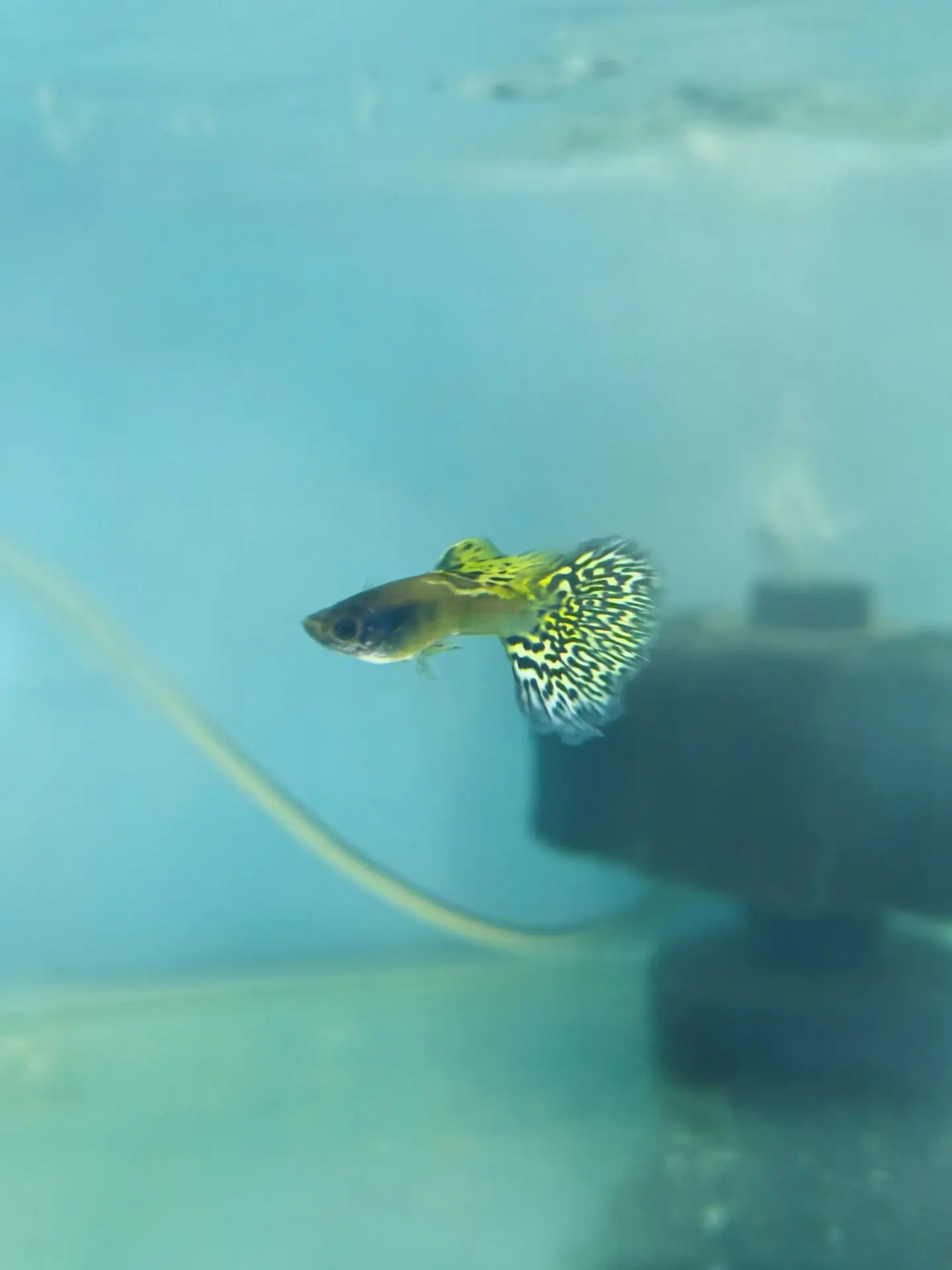 Guppy cobra Black