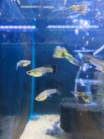 Guppy cobra Black