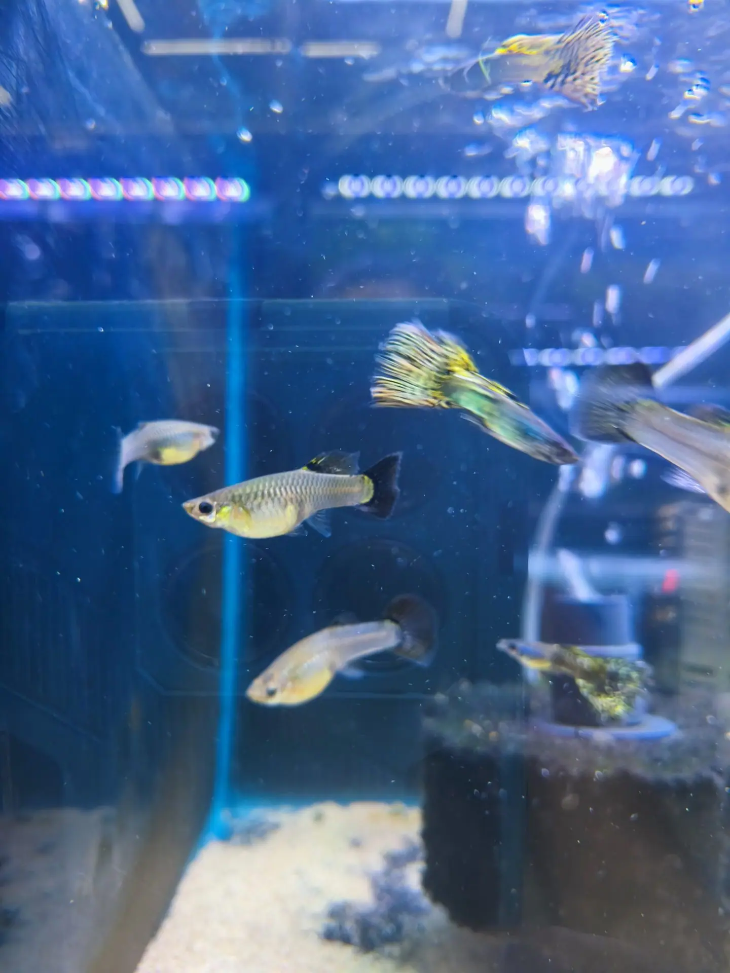 Guppy cobra Black