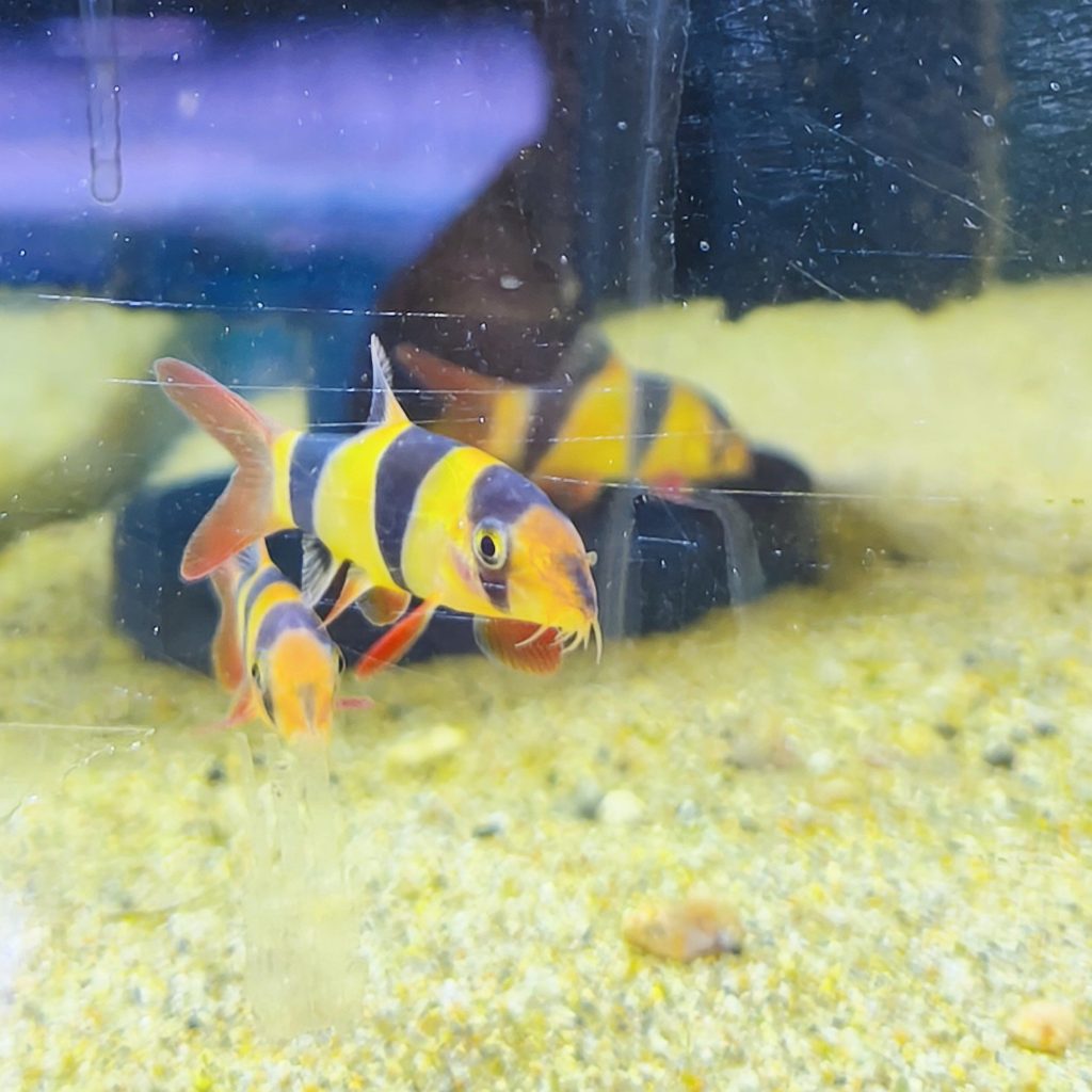 Mantenimiento Regular de tu Acuario 16 Mantenimiento Regular de tu Acuario