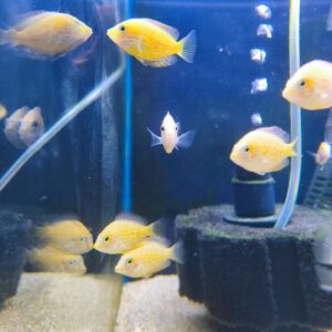 Strolopus