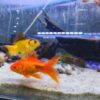 Carassius Goldfish Sarasa XXL