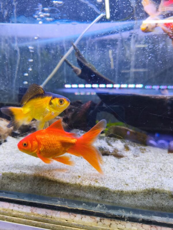 Carassius Goldfish Sarasa XXL