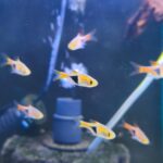 Rasbora Harlequin XL