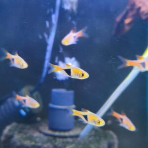 Rasbora Heteramorfa