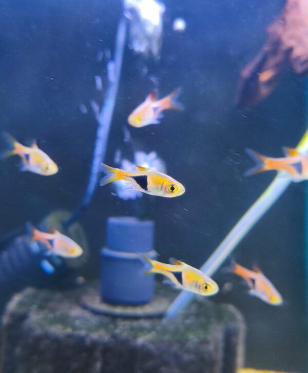 Rasbora Heteramorfa