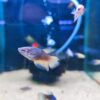 Betta Hembra Juvenil