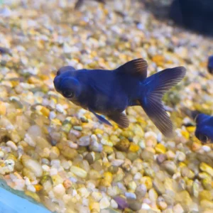 Carassius Telescopico 5cm