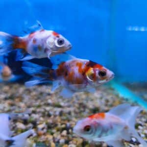 Carassius Calico