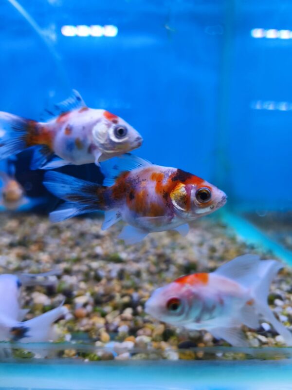 Carassius Calico