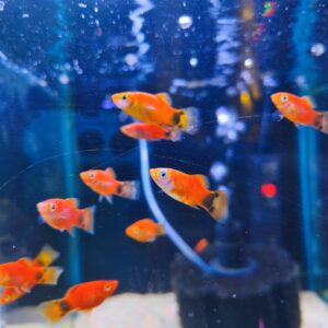 Platy Mickey Rojo