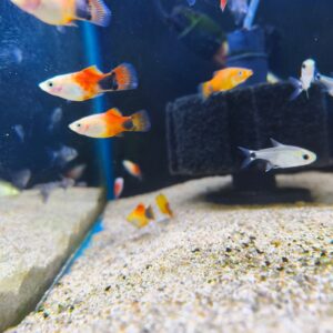 Platy Tricolor