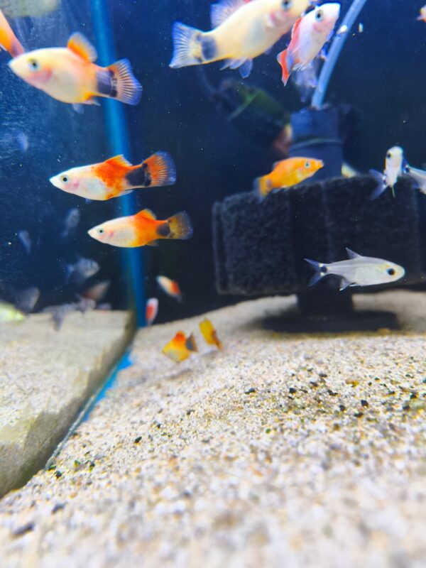 Platy Tricolor - Imagen 1