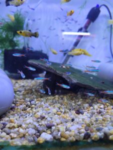 Tetra Neon