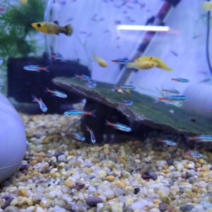 Tetra Neon