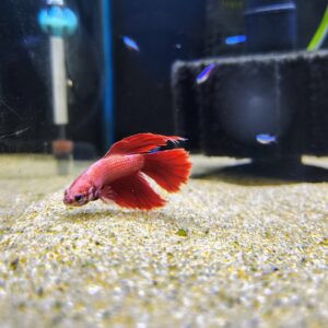 Betta Macho variedad