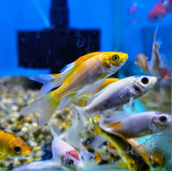 Koi 4.5cm - Imagen 1