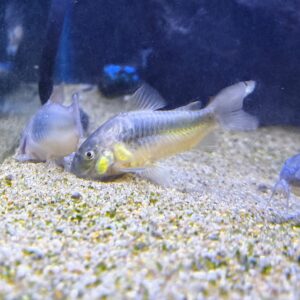 Corydora Aneus
