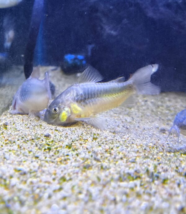 Corydora Aneus