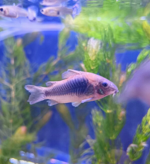 Corydora Aneus - Imagen 1