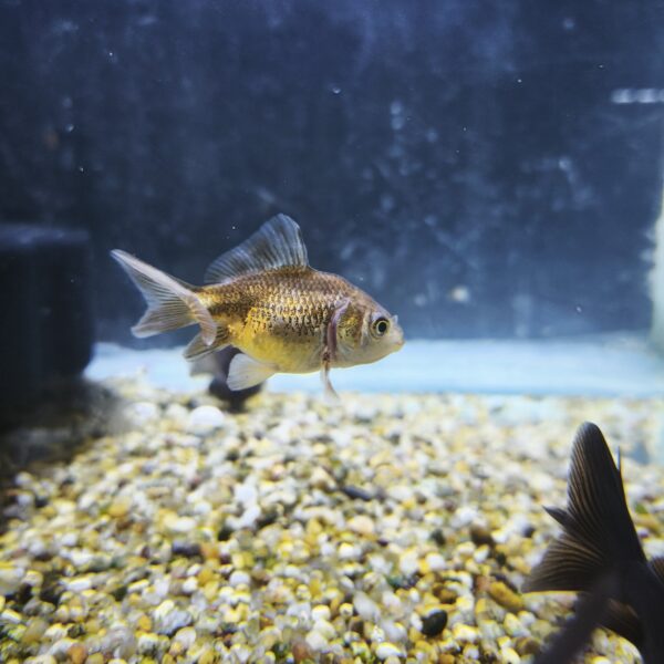 Carassius Watenai - Imagen 1
