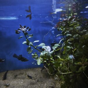 Ludwigia