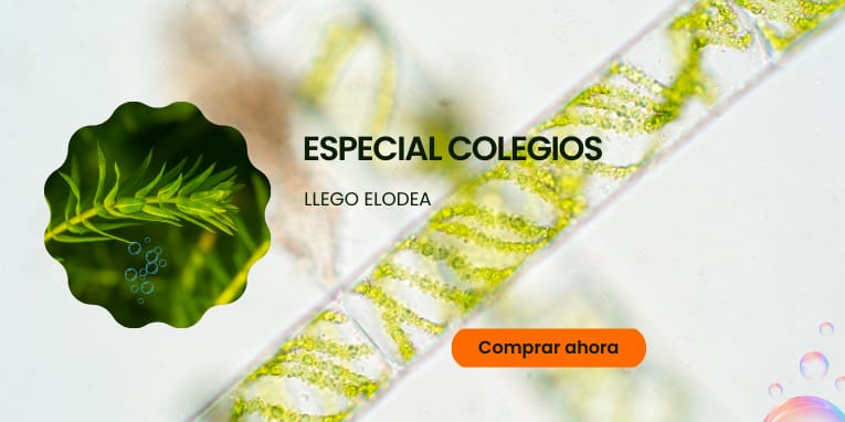 elodea